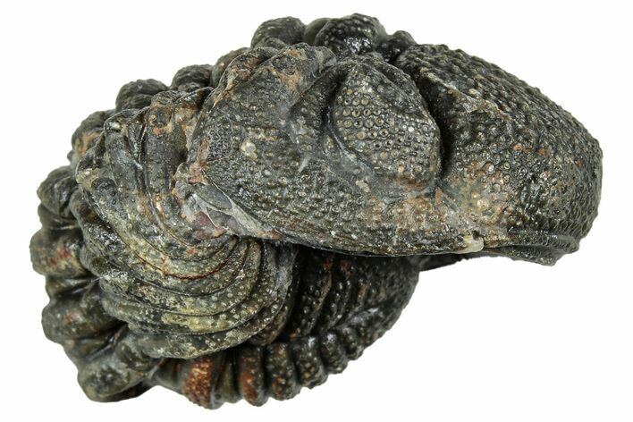 Long, Curled Morocops Trilobite - Morocco #323504